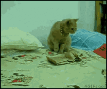 10 GIF - Cat Surprised Shock GIFs