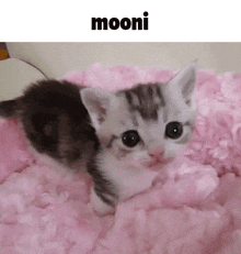 Mooni Kitty GIF - Mooni Kitty Baby GIFs