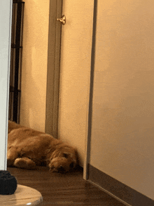 a dog laying on the floor in a hallway next to a door