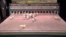 Kentucky Derby But With Dogs GIF - Dogs Kentucky Derby Derby GIFs