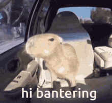 Bantering Capybara GIF - Bantering Capybara Hi Bantering GIFs