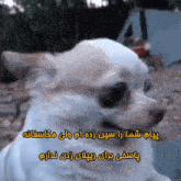 a small white dog with foreign writing on the bottom