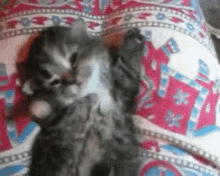 A Big Yawn From A Squittle Kitty GIF - Kitten Kitty Cat GIFs
