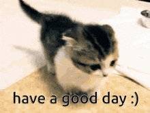 Have A Good Day Cat GIF