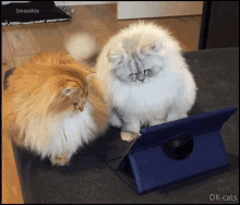cats watching tablet fluffy cute