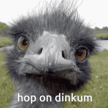 Emu Dinkum GIF - Emu Dinkum Hop On Dinkum GIFs