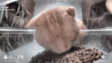 Cat Eating GIF - Cat Eating Cat Eating GIFs