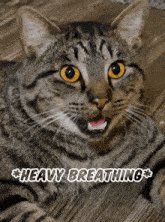 Heavy Breathing Heavy Breathing Cat GIF