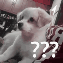 What Confused GIF - What Confused Dog GIFs