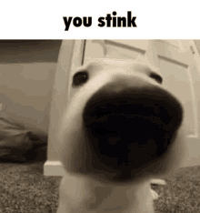You Stink Dinostan GIF - You Stink Dinostan Skander GIFs