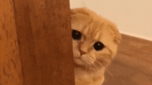 Cat Sad GIF - Cat Sad Door GIFs