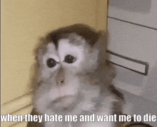 a monkey is sitting next to a computer and says `` when they hate me and want me to die ''