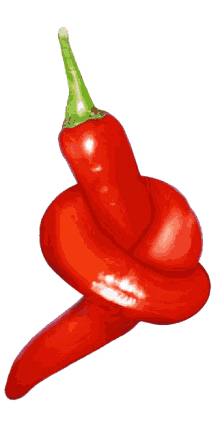 hot pepper hot knot spicy spices