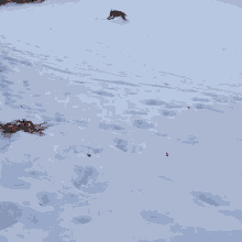 Blue Snow Zoomies Running Dog GIF