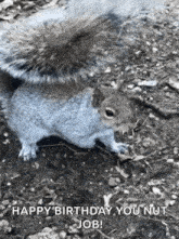 Squirrel Crazy GIF - Squirrel Crazy GIFs