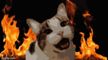 Fire Cat GIF - Fire Cat Cute GIFs