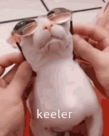 Keeler Bingus GIF - Keeler Bingus Cat GIFs