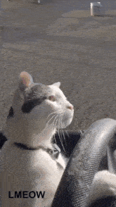 Lmeow Cat GIF - Lmeow Cat Ket GIFs