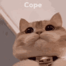 Cope Cope Harder GIF - Cope Cope Harder Cant Cope GIFs