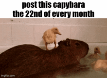 a picture of a capybara and a duckling in a bathtub