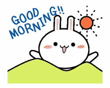 bunny morning