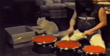 drums cat strike box drummer