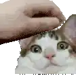a person is petting a cat 's head .