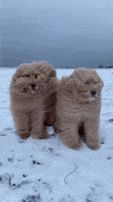Windy Dog GIF - Windy Dog Vro GIFs