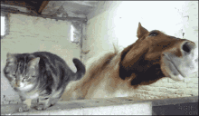 Cat Horse GIF - Cat Horse Love GIFs