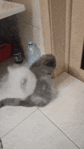 two cats are playing on a tiled floor in front of a bottle with the letter x on it