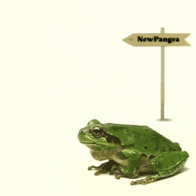Frogland Newpangea Buy A Frog Get Land GIF