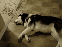 Lazy Hungry GIF - Lazy Hungry Dog GIFs