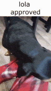 Lola Approved GIF
