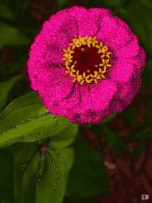 Violate Flower GIF - Violate Flower GIFs