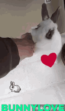 Sueste Kiss Bunny Kiss GIF - Sueste Kiss Bunny Kiss Kissing Bunny GIFs
