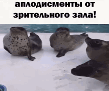 a group of seals sitting on top of a white surface with a caption in russian