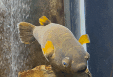 a fish with a yellow tail and a blue eye is swimming in a tank