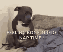 Nap Time Puppy GIF