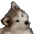 a close up of a husky puppy 's face on a white background .