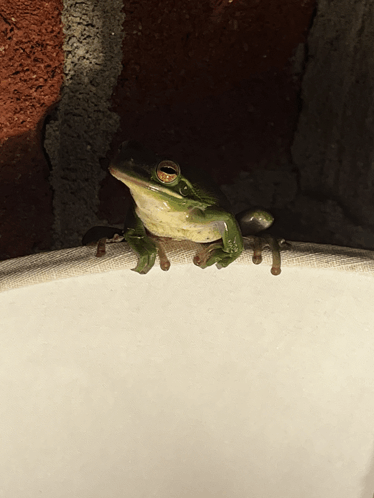 Frog GIF - Frog - Discover & Share GIFs