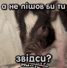 a picture of a pig with the words a he niuov bu tu written above it