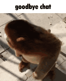 Julio Goodbye Chat GIF - Julio Goodbye Chat Golden Snub Nosed Monkey GIFs