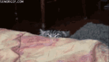Cat Bed GIF - Cat Bed Sneaky GIFs