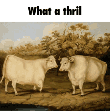 What A Thrill Cows GIF - What A Thrill Cows Dancing Cows GIFs