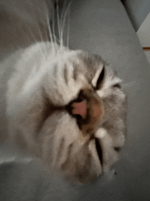 Riks Cat Cat Sleeping GIF - Riks Cat Cat Sleeping Funny Cat GIFs
