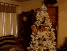 cute cat jump christmas tree destroy