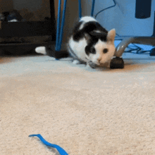 a black and white cat playing with a blue toy