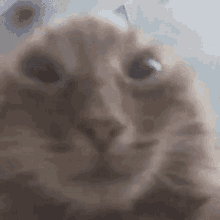 a close up of a cat looking at the camera with a blurry background .