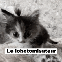 a black and white photo of a kitten with le lobotomisateur written below it