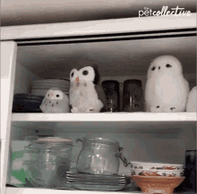 Owls Toy Owl GIF